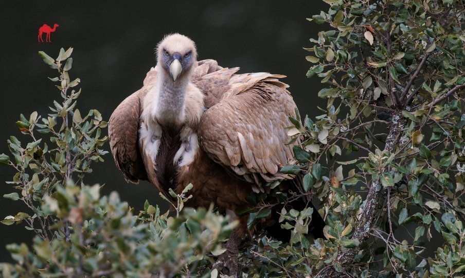 Saudi Arabia Releases Predatory Birds