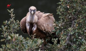 Saudi Arabia Releases Predatory Birds