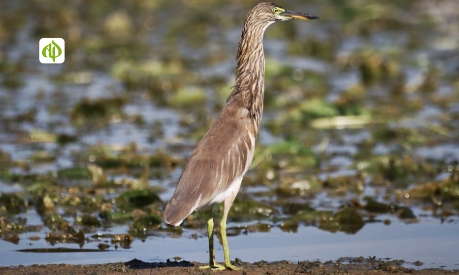 Saudi Arabia Reintroduces Asian Houbara Bustard After 35 Years